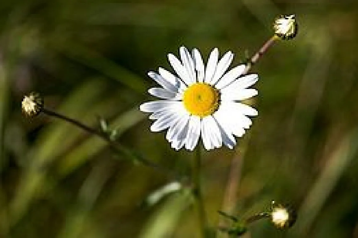Gänseblümchen mit Knospen